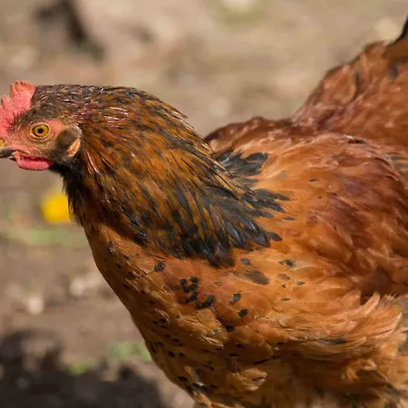 Сasa de vacaciones Vulkaneifel Abtei Himmerod *