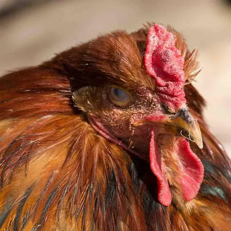 Vulkaneifel Abtei Himmerod