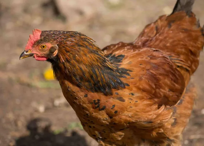 Vakantiehuis Vulkaneifel Abtei Himmerod *