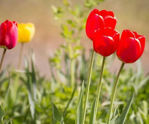 Vulkaneifel Abtei Himmerod *