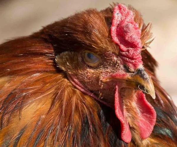 Vulkaneifel Abtei Himmerod