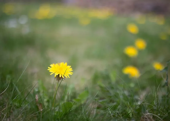 Vulkaneifel Abtei Himmerod Vakantiehuis Großlittgen